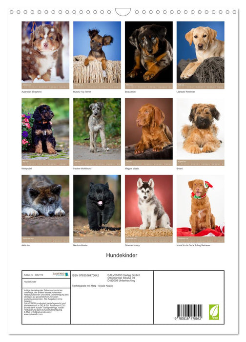 Hundekinder (CALVENDO Wandkalender 2026)