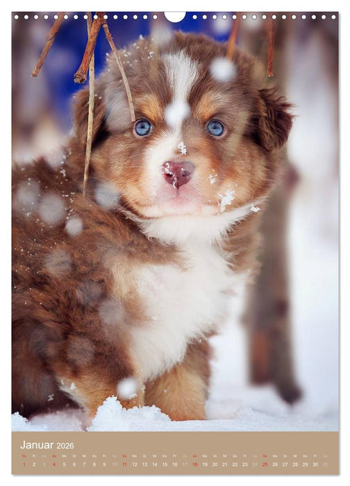 Hundekinder (CALVENDO Wandkalender 2026)