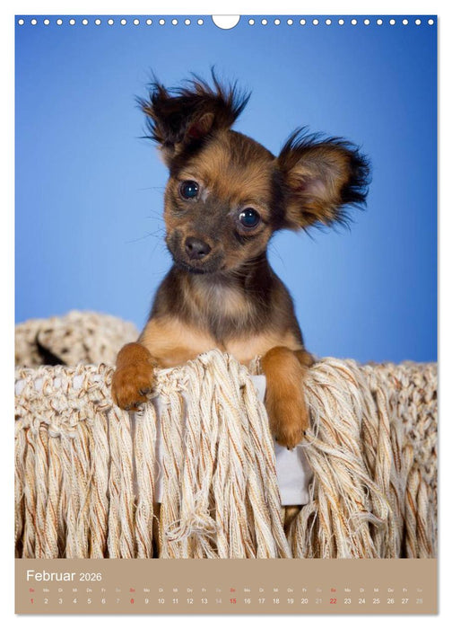 Hundekinder (CALVENDO Wandkalender 2026)