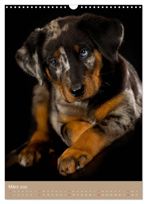 Hundekinder (CALVENDO Wandkalender 2026)