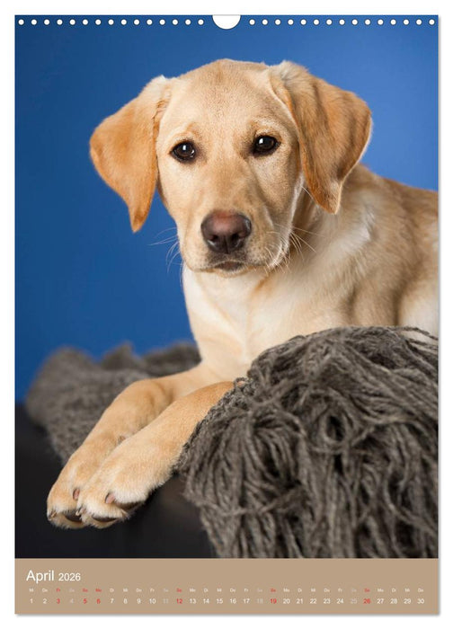 Hundekinder (CALVENDO Wandkalender 2026)