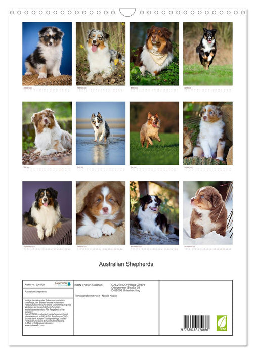 Australian Shepherds (CALVENDO Wandkalender 2026)