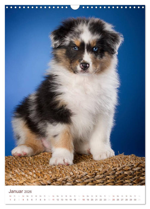 Australian Shepherds (CALVENDO Wandkalender 2026)