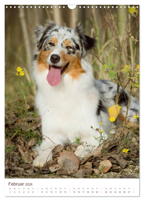 Australian Shepherds (CALVENDO Wandkalender 2026)