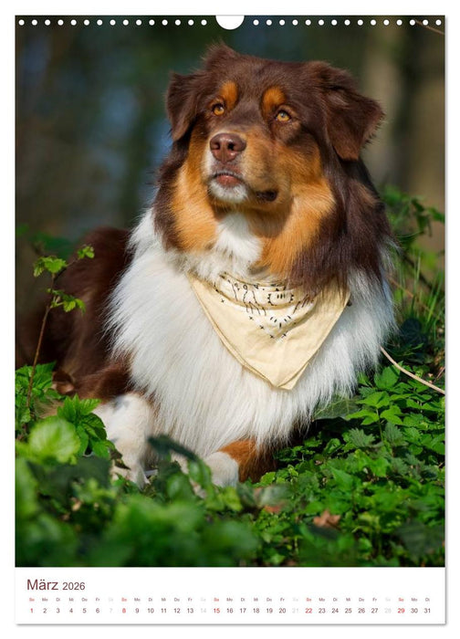 Australian Shepherds (CALVENDO Wandkalender 2026)