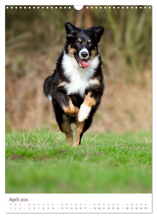 Australian Shepherds (CALVENDO Wandkalender 2026)