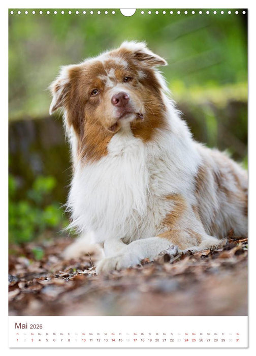 Australian Shepherds (CALVENDO Wandkalender 2026)