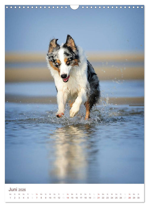 Australian Shepherds (CALVENDO Wandkalender 2026)