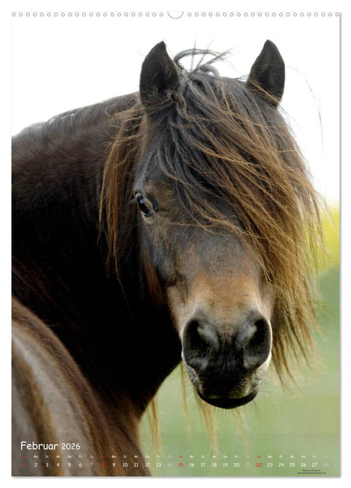 Pferde-Persönlichkeiten - ausdrucksstarke Gesichter verschiedener Pferderassen (CALVENDO Wandkalender 2026)