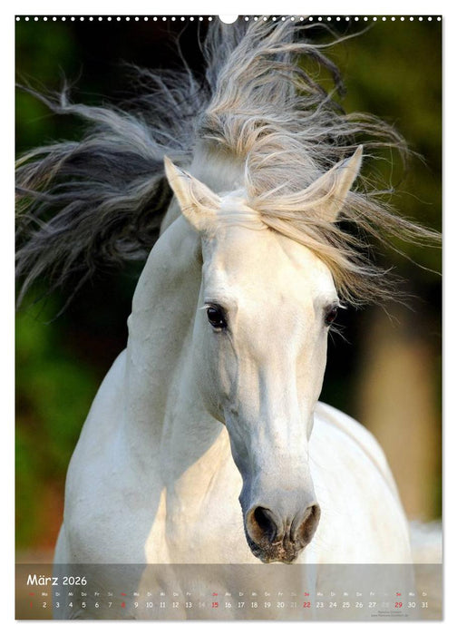 Pferde-Persönlichkeiten - ausdrucksstarke Gesichter verschiedener Pferderassen (CALVENDO Wandkalender 2026)