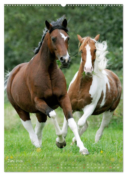 Pferde-Persönlichkeiten - ausdrucksstarke Gesichter verschiedener Pferderassen (CALVENDO Wandkalender 2026)