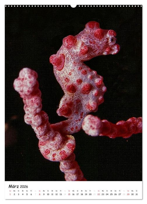 Abenteuer Tauchen (CALVENDO Premium Wandkalender 2026)