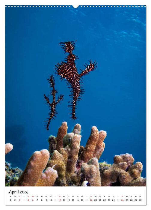 Abenteuer Tauchen (CALVENDO Premium Wandkalender 2026)