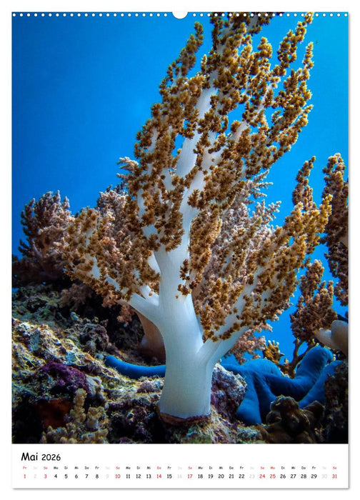 Abenteuer Tauchen (CALVENDO Premium Wandkalender 2026)