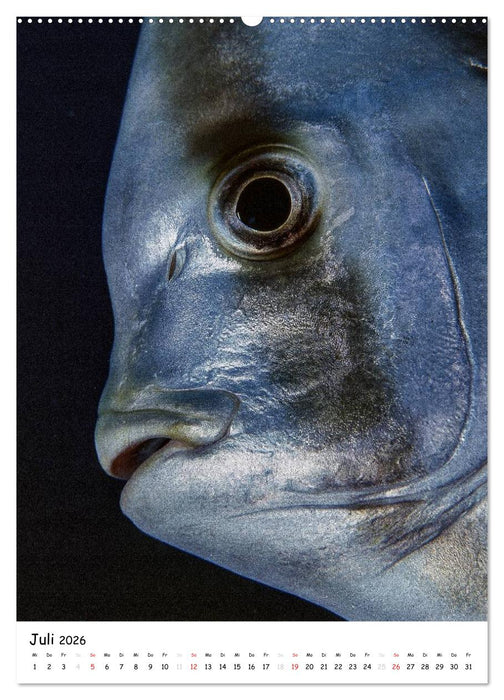 Abenteuer Tauchen (CALVENDO Premium Wandkalender 2026)