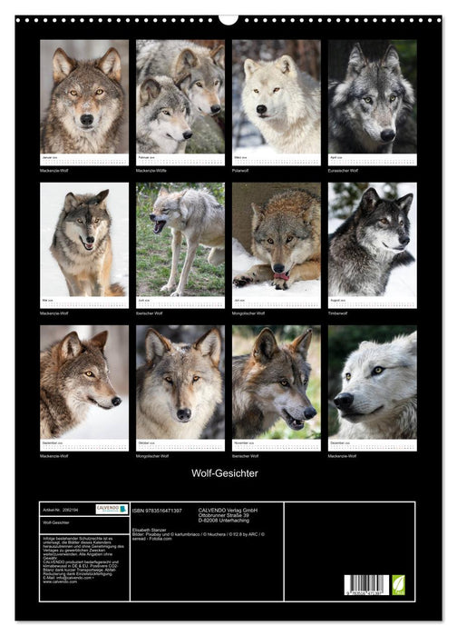 Wolf-Gesichter (CALVENDO Wandkalender 2026)