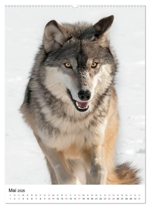 Wolf-Gesichter (CALVENDO Wandkalender 2026)
