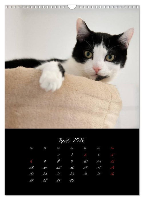 Katzenalltag 2026 (CALVENDO Wandkalender 2026)