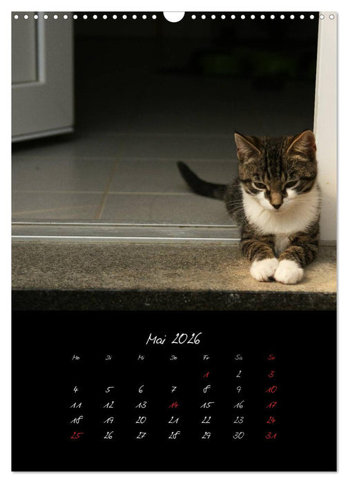 Katzenalltag 2026 (CALVENDO Wandkalender 2026)