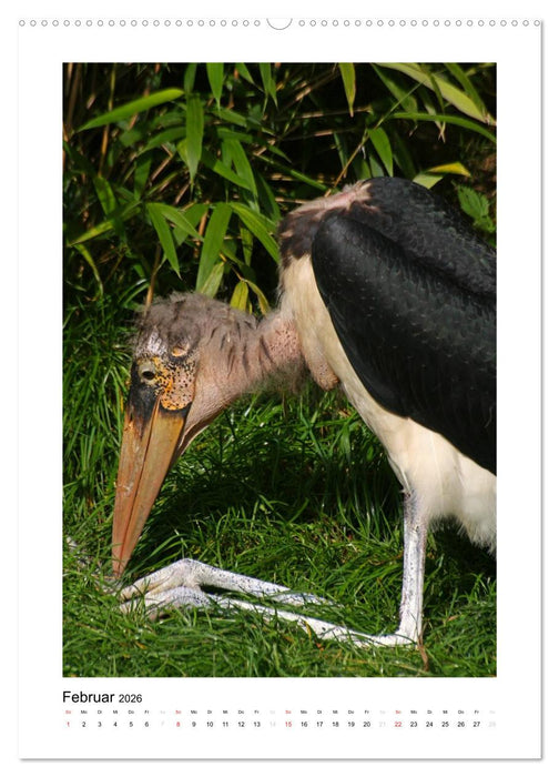 Hübsch hässlich! Marabus (CALVENDO Premium Wandkalender 2026)