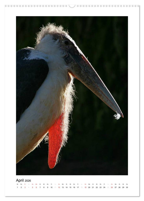 Hübsch hässlich! Marabus (CALVENDO Premium Wandkalender 2026)