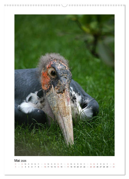 Hübsch hässlich! Marabus (CALVENDO Premium Wandkalender 2026)