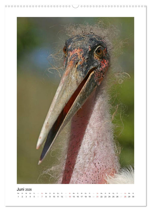 Hübsch hässlich! Marabus (CALVENDO Premium Wandkalender 2026)