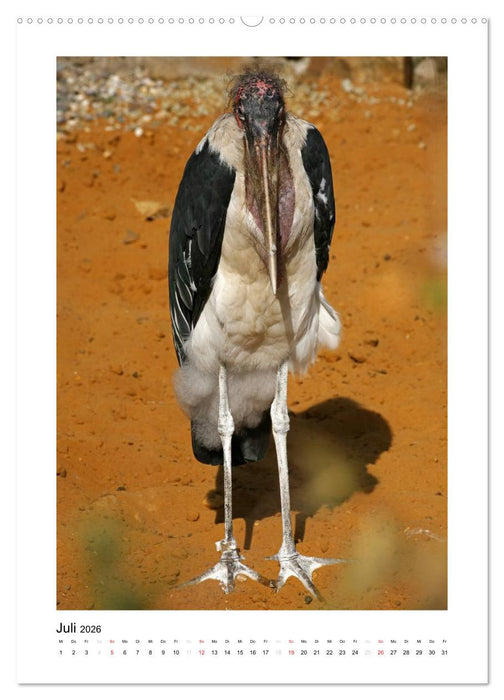 Hübsch hässlich! Marabus (CALVENDO Premium Wandkalender 2026)