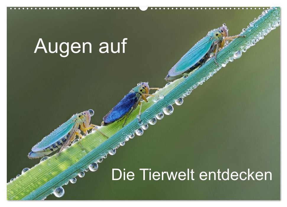 Augen auf - versteckte Tierwelt (CALVENDO Wandkalender 2026)