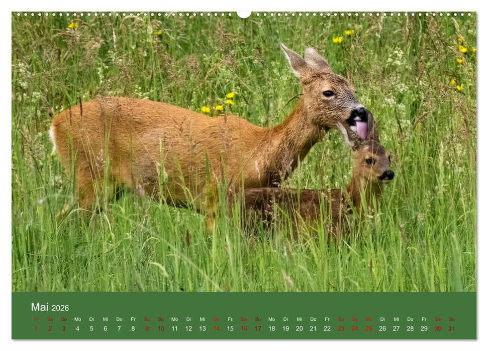 Augen auf - versteckte Tierwelt (CALVENDO Wandkalender 2026)