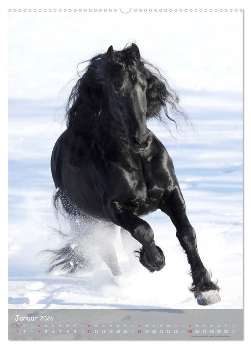 Friesen - die schwarzen Perlen (CALVENDO Wandkalender 2026)