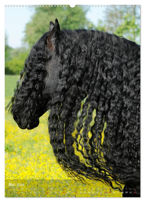 Friesen - die schwarzen Perlen (CALVENDO Wandkalender 2026)