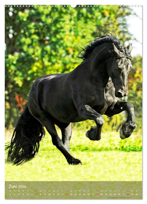 Friesen - die schwarzen Perlen (CALVENDO Wandkalender 2026)
