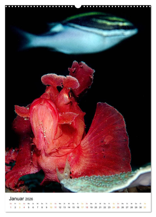 Ein Moment unter Wasser (CALVENDO Wandkalender 2026)