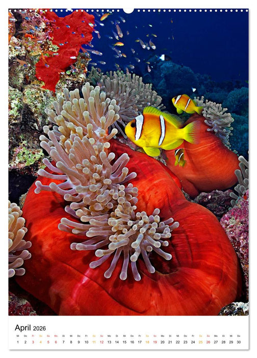 Ein Moment unter Wasser (CALVENDO Wandkalender 2026)