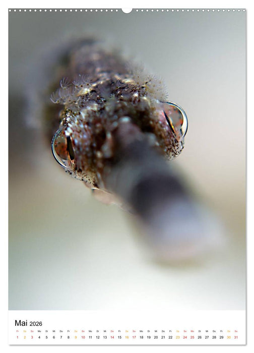 Ein Moment unter Wasser (CALVENDO Wandkalender 2026)