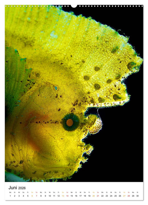 Ein Moment unter Wasser (CALVENDO Wandkalender 2026)