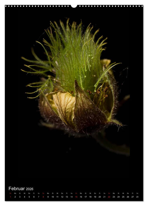 Poesie der Pflanzen (CALVENDO Wandkalender 2026)