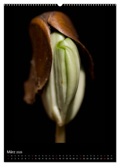 Poesie der Pflanzen (CALVENDO Wandkalender 2026)