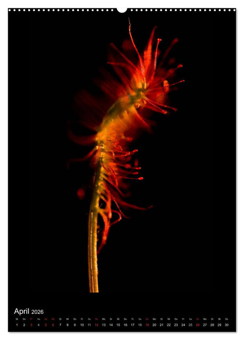 Poesie der Pflanzen (CALVENDO Wandkalender 2026)