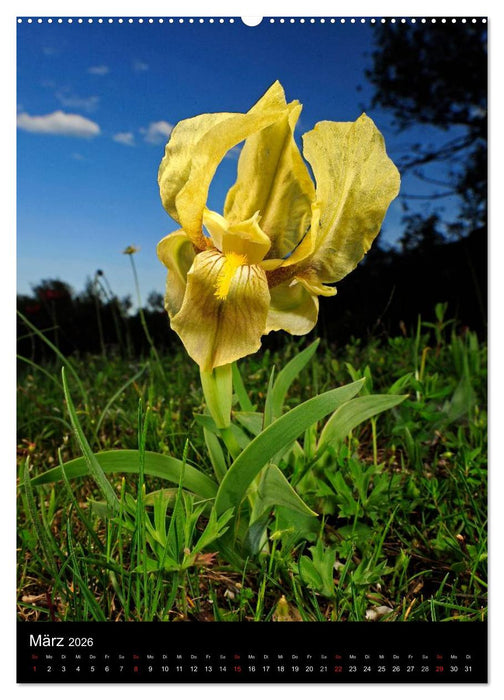 WILDBLUMEN (CALVENDO Premium Wandkalender 2026)