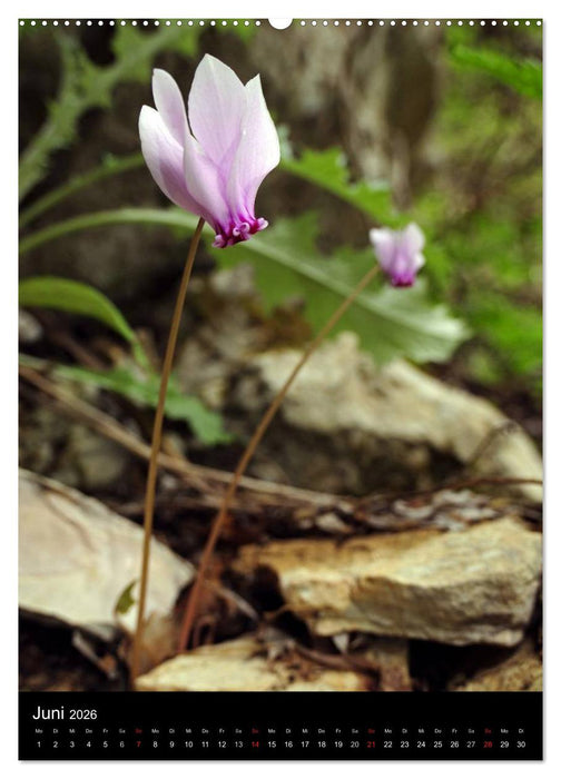 WILDBLUMEN (CALVENDO Premium Wandkalender 2026)