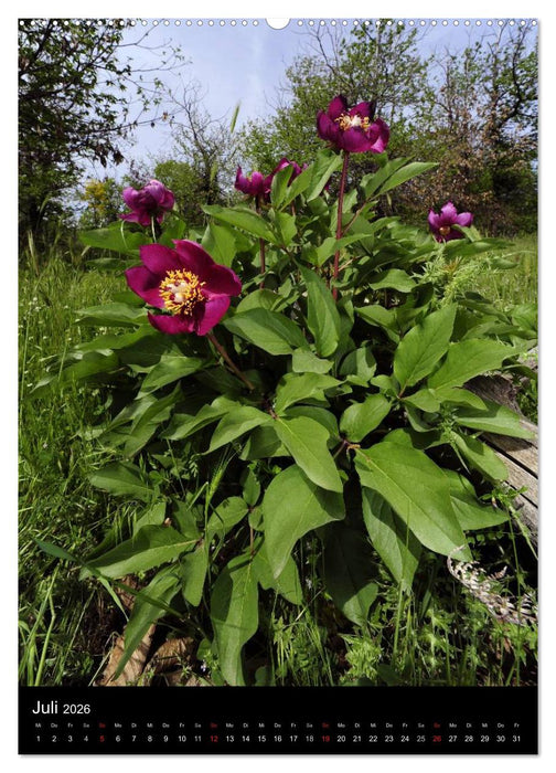 WILDBLUMEN (CALVENDO Premium Wandkalender 2026)