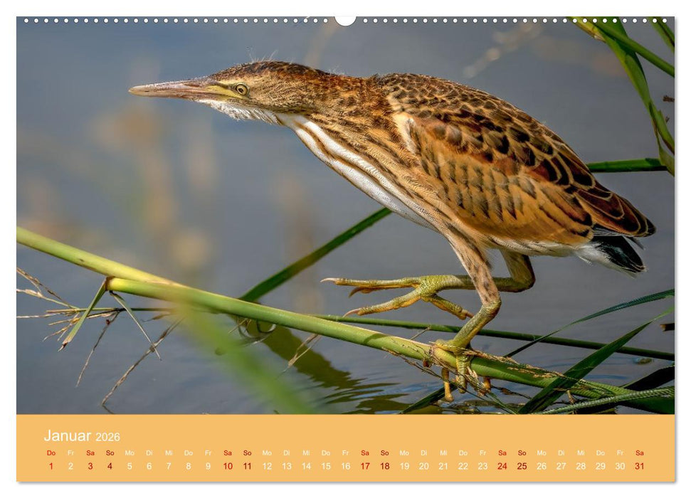 Augen auf - versteckte Tierwelt (CALVENDO Premium Wandkalender 2026)