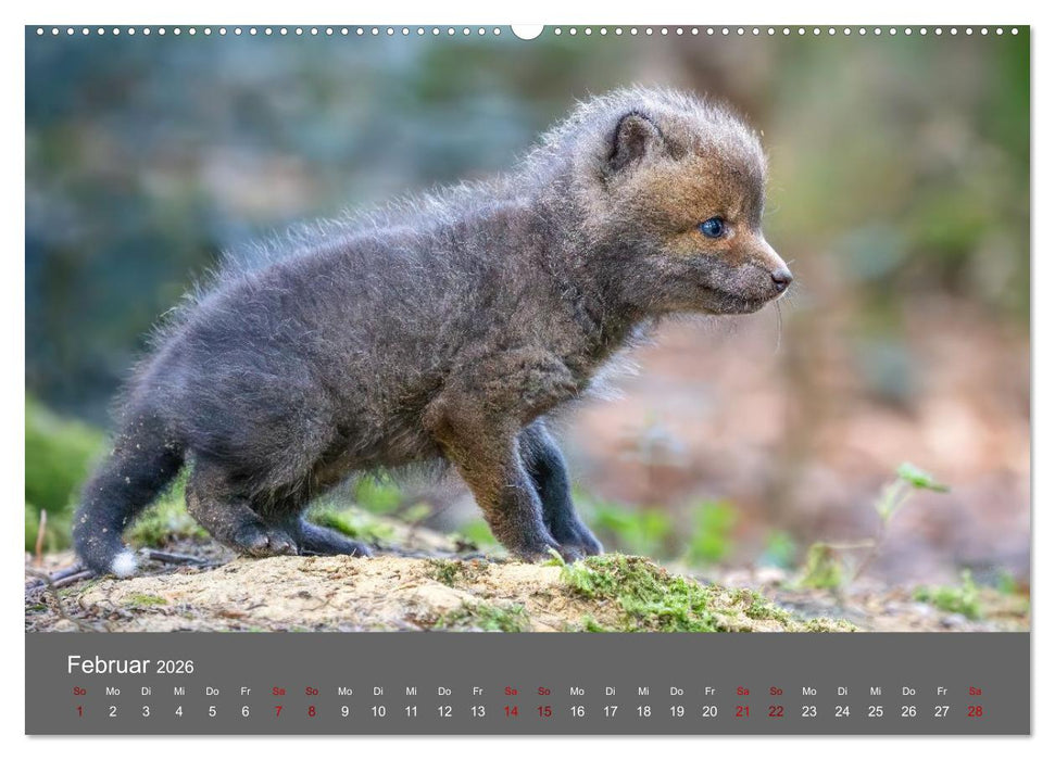 Augen auf - versteckte Tierwelt (CALVENDO Premium Wandkalender 2026)