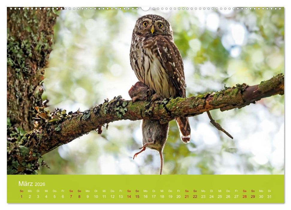 Augen auf - versteckte Tierwelt (CALVENDO Premium Wandkalender 2026)