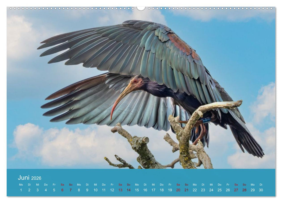 Augen auf - versteckte Tierwelt (CALVENDO Premium Wandkalender 2026)