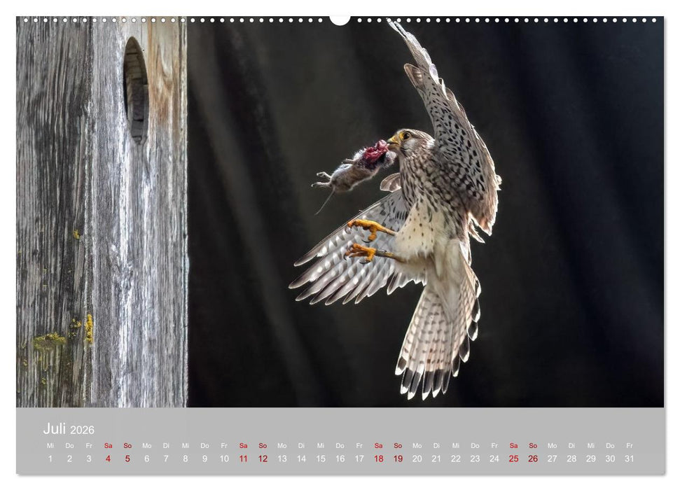 Augen auf - versteckte Tierwelt (CALVENDO Premium Wandkalender 2026)