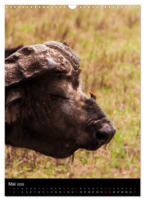 Wildes Afrika (CALVENDO Wandkalender 2026)