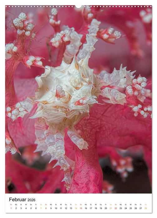 Ein Moment unter Wasser (CALVENDO Premium Wandkalender 2026)